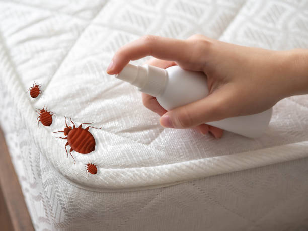 Best Bed Bug Extermination  in Elmwood, LA